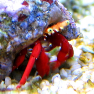 crab_1