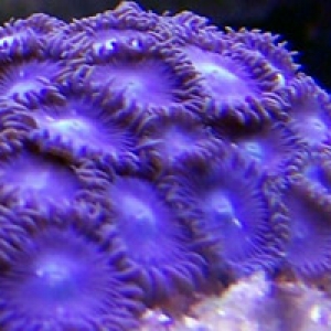 solid purple/bluish zoos