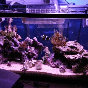 10 gallon reef
