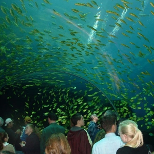 GA Aquarium - Surrounded