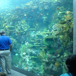 GA Aquarium - Pacific reef