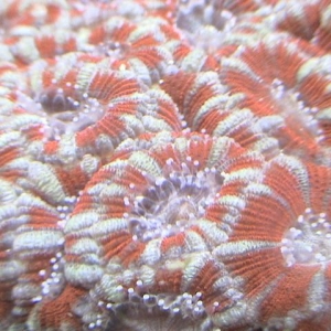 Candy Cane Acan
