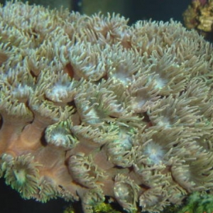 My current corals