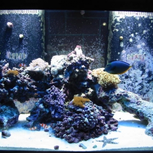 Charyabb's 110 gallon reef tank
