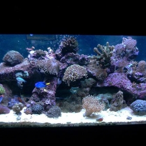 75 gallon reef