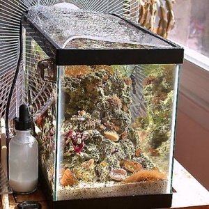 2.5-gallon Sunlit Pico-Reef