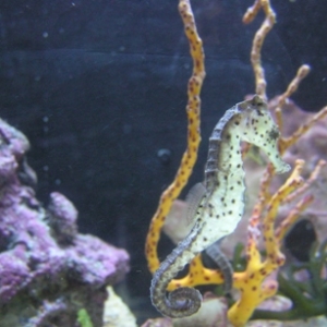 one of my new seahorses