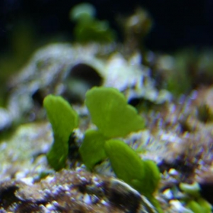 Algae 1