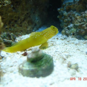 My fish in 12 gal Aquapod