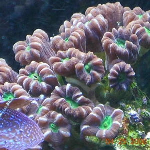 Candy Coral
