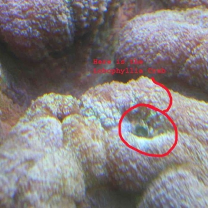 Closest I could get to Lobophyllia Crab