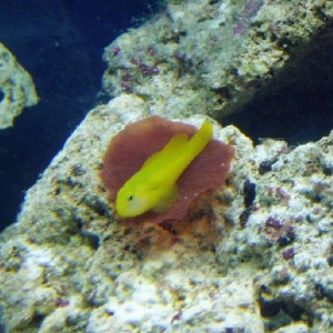 clown goby