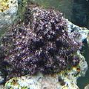 white_tipped_star_polyps_small