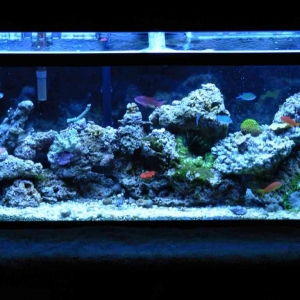 Newbie Reef Tank
