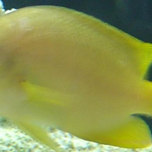 Yellow_Fish_Picture