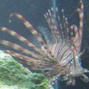 My new Lionfish