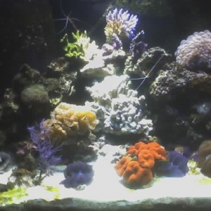 Reef-1
