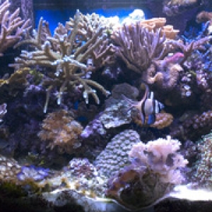 125 reef