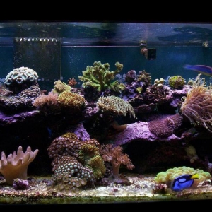 Reef-12-1-2006A