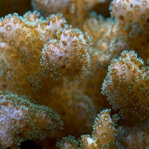 coral5