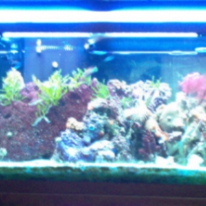 reef tank photo