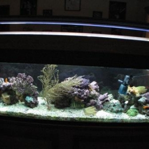 My reef.  A couple of months ago anyway