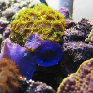 orange and green zoos and blue shrooms from our 125 reef