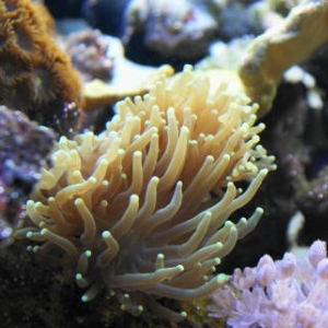 torch coral from our 125 reef