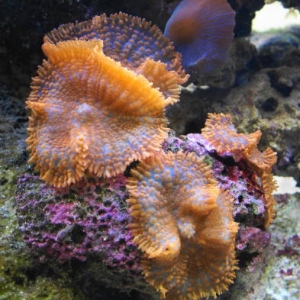 orange shrooms - another favorite in our 125 reef