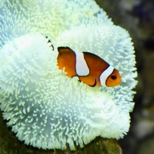 perc male and carpet anemone