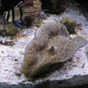 Reef_month_9_clam