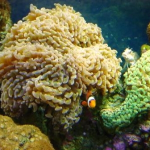 Clown Fish w/it's hammer coral