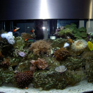 ONE OF MY TANKS 45 GAL.