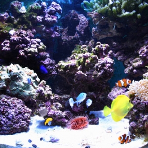 DeepBlue's Reef
