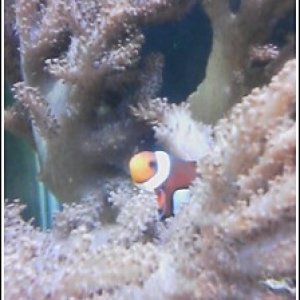 This is ma Clownfish...in my cladiella