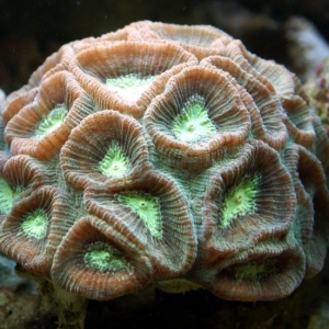 Reefer Madness corals