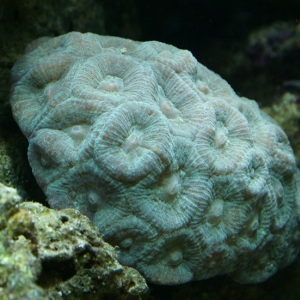 Reefer Madness corals