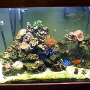 Full_Tank_front_view