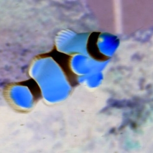 Blue_Nemo