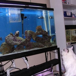 Everyone loves watching a tank