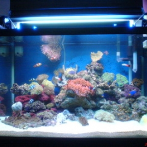 My New Aquarium