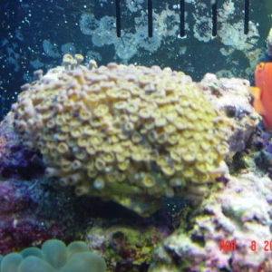 corals_001