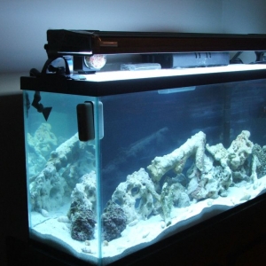 New tank with water and fish