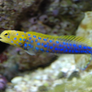 Blue Spot Jawfish