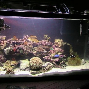 30G_reef_3-2007_1rs