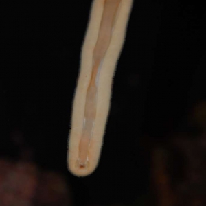 Unidentified Slug