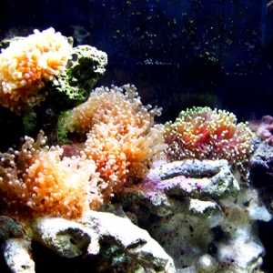 Frogspawn corals