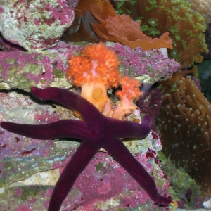 Purple Linkia Starfish