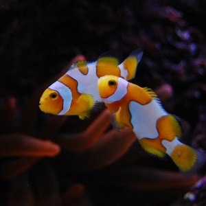 ORA bred Picasso Clownfish (A. percula)