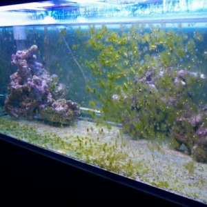 Full tank with algae